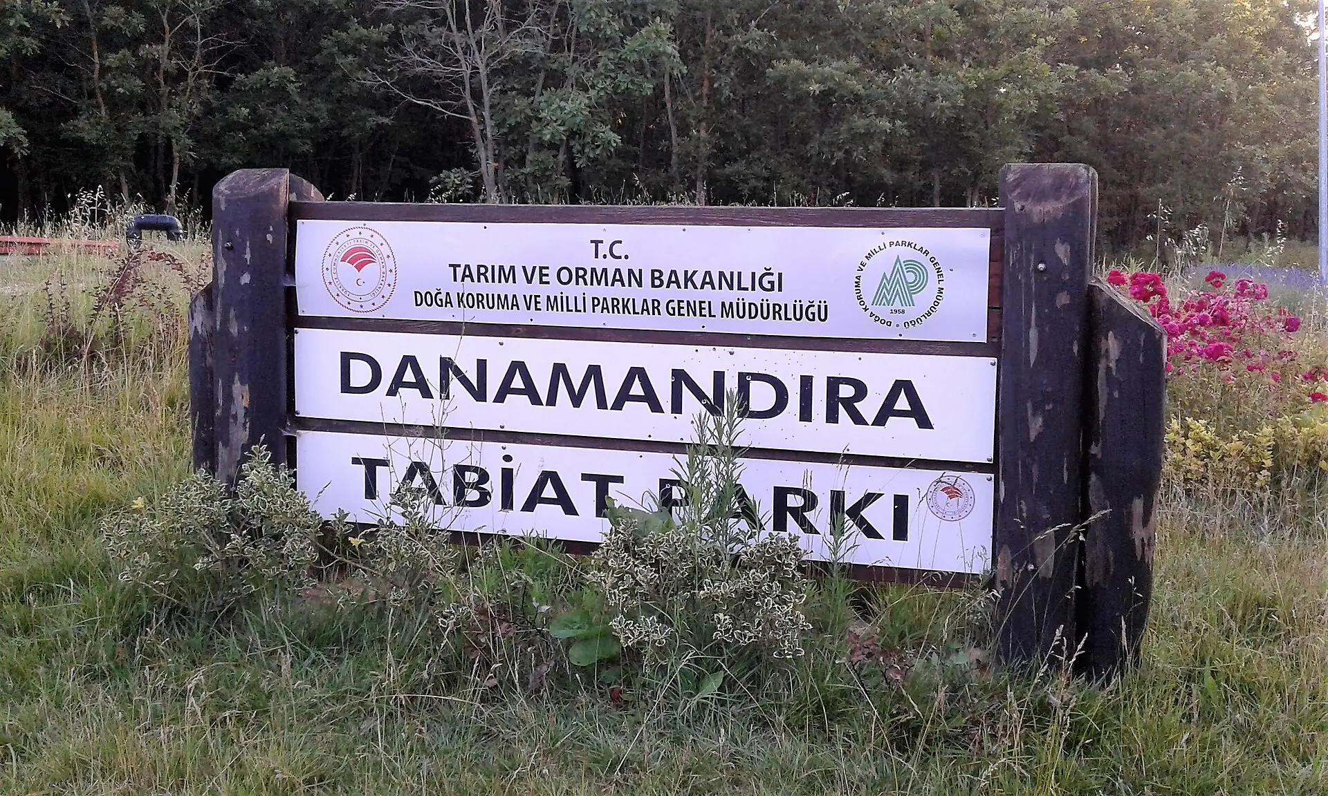 Danamandıra ormanında yaprak örtüsü ve ağaç gövdeleri