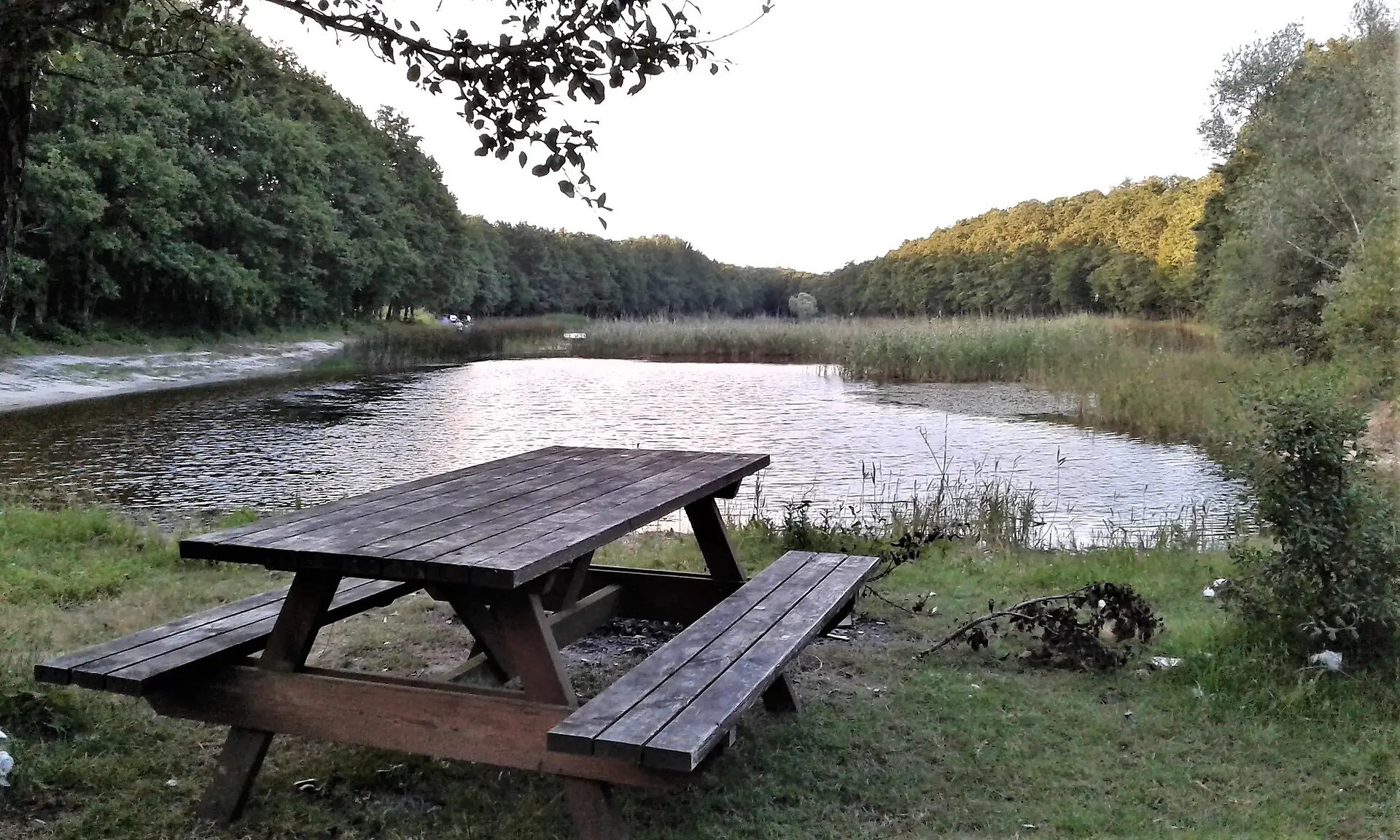 Danamandıra ormanı içinde orman yolu
